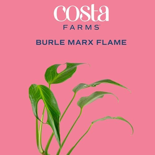 Costa Farms Burle Marx Flame Monstera, Live Indoor Plant, Tropical Plant - Image 3