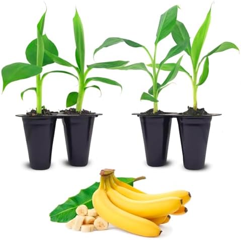 Banana Trees Grand Nain (4 Pack) | Easy to Grow Banana Plants | Edible Fruit Live Plant for Sustainable Living | Grow Your own Food on Your Edible Organic Garden| Live for Planting| by FamPlants