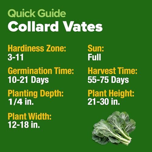 HOME GROWN Vates Collard Green Seeds, 300+ Seeds - Image 5