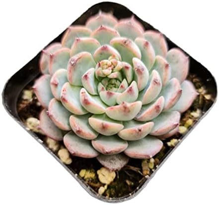 Live Succulent Cactus Plants (2" Pot Echeveria Minima) by USKC