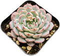 Live Succulent Cactus Plants (2" Pot Echeveria Minima) by USKC