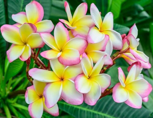 Awesome Aquatic Rainbow Plumeria Seeds, 10 Count, Tropical Frangipani - Image 2
