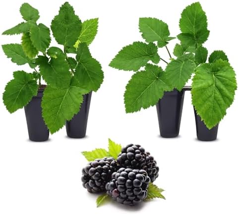 BlackBerry Plants Triple Crown (4 Pack) Live for Sale | Easy to Grow Plants | Edible Fruit Plant for Sustainable Living | Grow Your own Food on Your Organic Garden | Live for Planting | by FamPlants