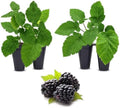 BlackBerry Plants Triple Crown (4 Pack) Live for Sale | Easy to Grow Plants | Edible Fruit Plant for Sustainable Living | Grow Your own Food on Your Organic Garden | Live for Planting | by FamPlants