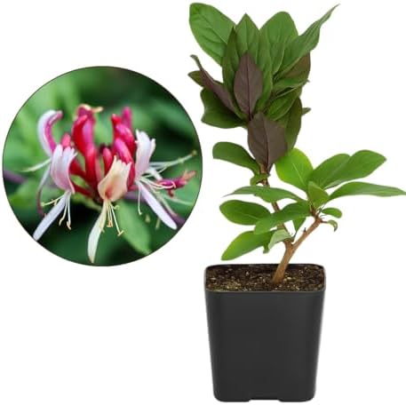 Purple Honeysuckle Plant Live, Fragrant Lonicera Japonica, 2in Pot, 2-Pack - Image 2
