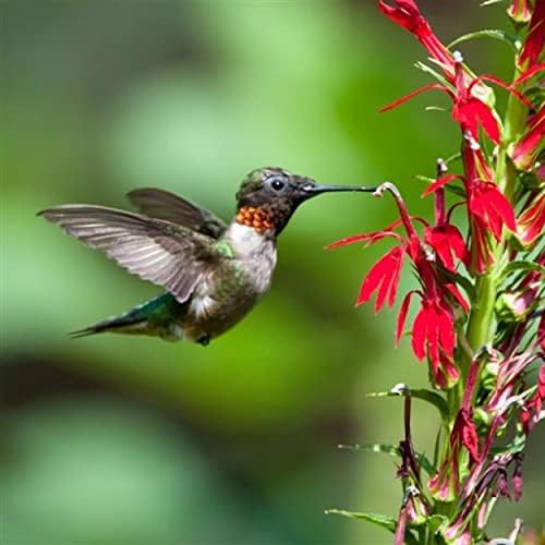 Cardinal Flower, a Great Live Pond Plant for Your Water Garden. Filters koi and Goldfish Ponds. Good for Bogs, Plant Shelf or Shallow Water This marginal Aquatic is a Real Beauty - Image 5