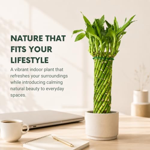 Live Hurricane Bamboo Plant - Air-Purifying Live Indoor Houseplants Flowers - Image 4