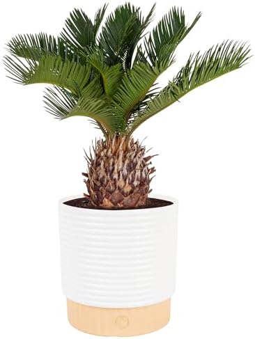 Costa Farms Sago Palm, Live Indoor Plant, Tropical Decor, Air Purifying by Unknown