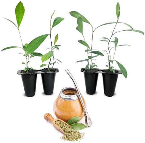 Yerba Mate Tea Plant (4 Pack) | Real Live Plant for Sale | Perfect for Tea Lovers | Hardy and Easy to Grow for Planting | Grow Organic Tea Leaves at Home | Great for Indoor or Outdoor Gardens by FamPlants