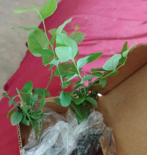 Jewel Blueberry Plants (2-Pack) - Live Berry Bush 5-8" - Container or Garden Growing - Large Sweet Berries - Hardy Zones 4-8 - Image 2