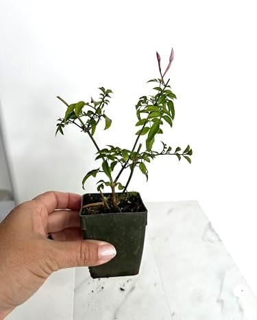 Pink Jasmine Plant Live, Fragrant Jasminum Polyanthum Vine, 2-Inch Pot - Image 4