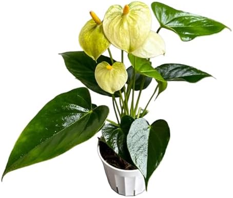 Anthurium (12"-14" Tall) Unique and Gorgeous Live Indoor Plant, Easy Care and Easy to Grow, Bloom Plant, 4 inch Pot (Vanilla) - Image 2