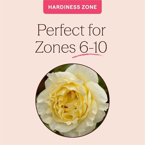 Heirloom Floribunda Roses, Live Own Root Plant, Irish Hope™ - Image 5