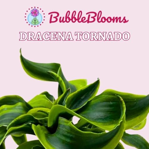 BubbleBlooms Dracaena Tornado 4 inch, Twisted Fragrans Rare Indoor Plant - Image 2