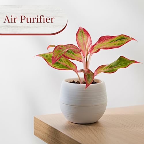 Fam Plants Live Aglaonema Chinese Evergreen Collection (4 Pack) Houseplants - Image 5