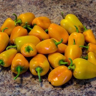 Seed Needs Mini Yellow Bell Pepper Seeds to Plant Vegetables - 1 Pack - Image 2