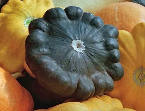 Seeds Vegetable Black Patty Pan Squash Scallop Zucchini - 5 Seeds - Image 5