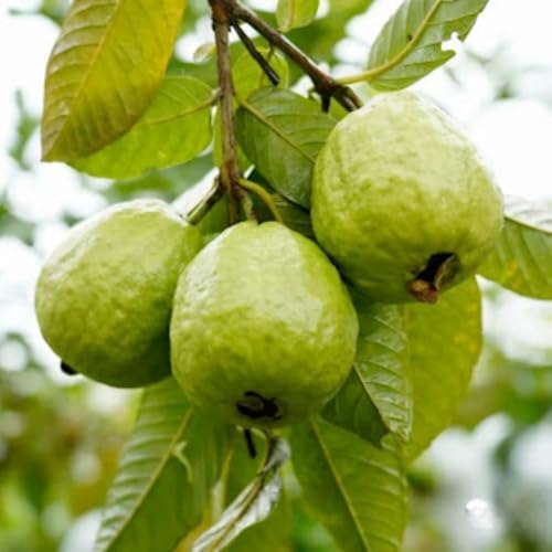 Pink Guava Tree Plant Live, Edible Fruit Tree, 5-7 Inch Tall - Image 4