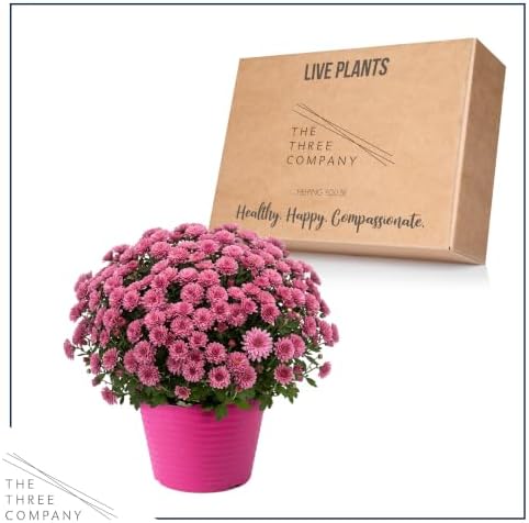 Chrysanthemum (Color Match Deco Pot), Pink Blooms, Live Fall Flowering Perennial, 15" Tall by 12" Wide in 3 Qt Pot - Image 5