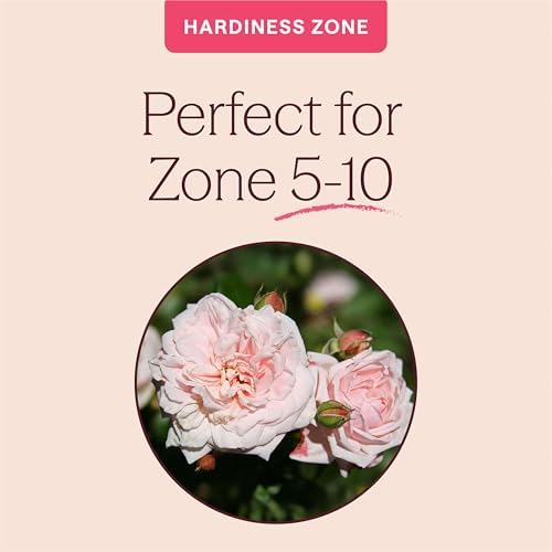 Heirloom Climbing Roses, Live Own Root Plant, Awakening™ - Image 5