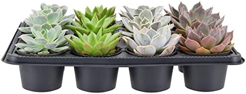 Arcadia Garden Products Live Assorted Mini Succulents in 2 in. Grower Pot, 12-Pack, Green (LV66) ***Cannot Ship to Hawaii*** - Image 3