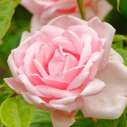 Pink New Dawn Rose Live Plant, Fragrant Flower, 5-10 Inch Tall - Image 4