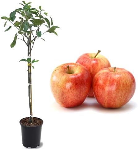 American Plant Exchange Live Gala Apple Tree, Fruit-Bearing Plant Pot for Harvest and Home and Garden Decor, 2-3' Tall, 1-Gallon Pot by AmericanPlantExchange