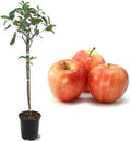 American Plant Exchange Live Gala Apple Tree, Fruit-Bearing Plant Pot for Harvest and Home and Garden Decor, 2-3' Tall, 1-Gallon Pot by AmericanPlantExchange