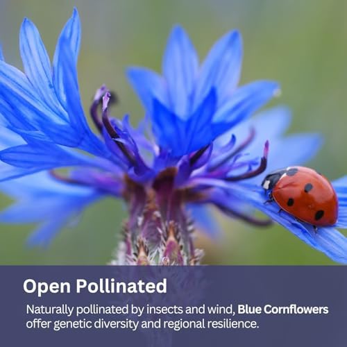 Bachelor Button Seeds – Blue Cornflower – 5,500+ Seeds – 1 oz Bulk Extra Large Resealable Packet – Open-Pollinated Centaurea cyanus Wildflower Seeds - Image 5