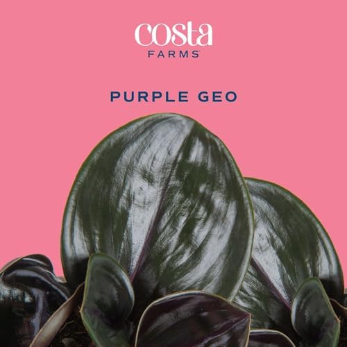 Costa Farms Geo Plant, Live Indoor Plant, Easy Care, Home Decor - Image 2