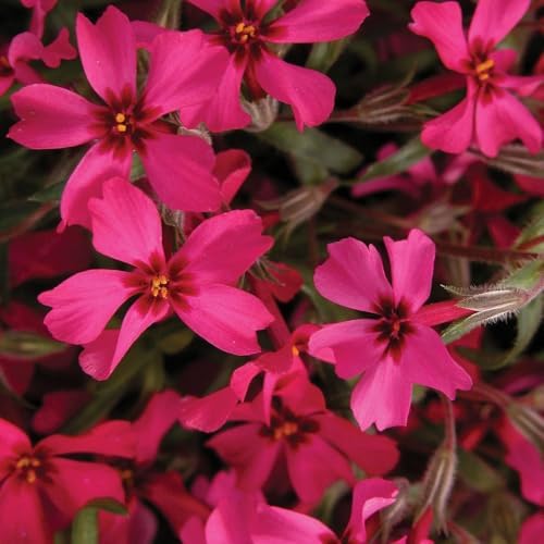 2 Red Creeping Phlox Live Plants, Perennial Flower Plant, 4-7 Inch Tall - Image 3