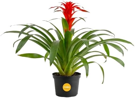 Costa Farms Bromeliad, Live Indoor Plant, Easy Care, Home Decor by Unknown