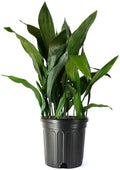 American Plant Exchange Cast Iron Plant – Live 10-Inch Potted Evergreen, Hardy Low-Light Houseplant, Drought-Tolerant & Easy-Care Foliage Plant for Home, Office & Shade Gardens by AmericanPlantExchange
