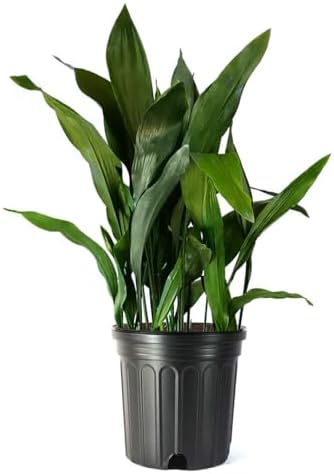 American Plant Exchange Cast Iron Plant – Live 10-Inch Potted Evergreen, Hardy Low-Light Houseplant, Drought-Tolerant & Easy-Care Foliage Plant for Home, Office & Shade Gardens by AmericanPlantExchange