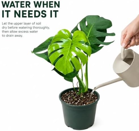 Monstera Deliciosa Live Plant, 4 Inch Swiss Cheese Houseplant - Image 4