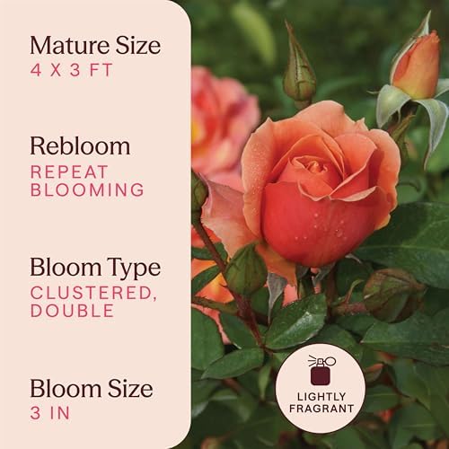 Heirloom Floribunda Roses, Live Own Root Plant, Sunbelt® Sierra Lady™ - Image 6