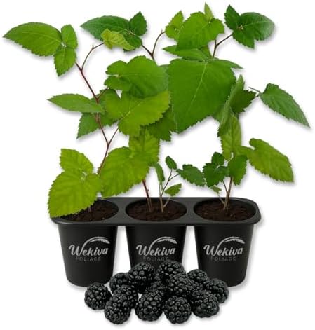Columbia Star BlackBerry Plant - 3 Live Starter Plants - Rubus - Edible Fruit Bearing Bush for Patio and Garden by WekivaFoliage