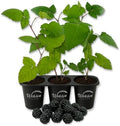 Caddo BlackBerry Plant - 3 Live Starter Plants - Rubus - Edible Fruit Bearing Bush for Patio and Garden by WekivaFoliage
