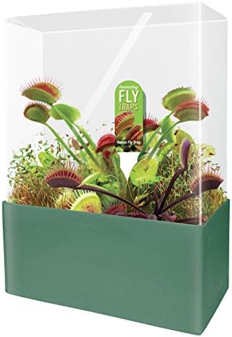 Grow Your Own Venus Fly Trap, Complete Adults Square Terrarium Starter Kit to Plant Fascinating Man Eating Fly Traps, Includes All Supplies for Indoor Flytrap Terrariums by UniqueGardener