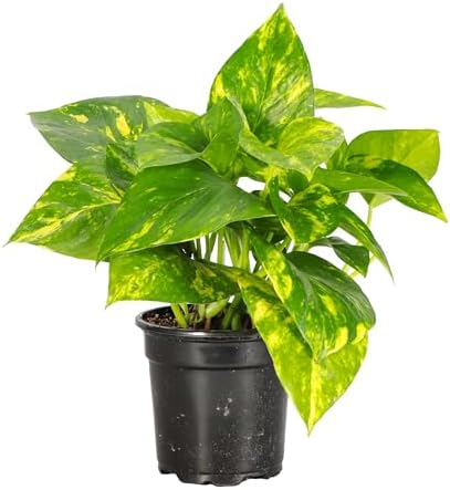 Live Golden Pothos, Indoor Vining Plant, Easy to Grow, 4" Pot by ThorsensGreenhouse