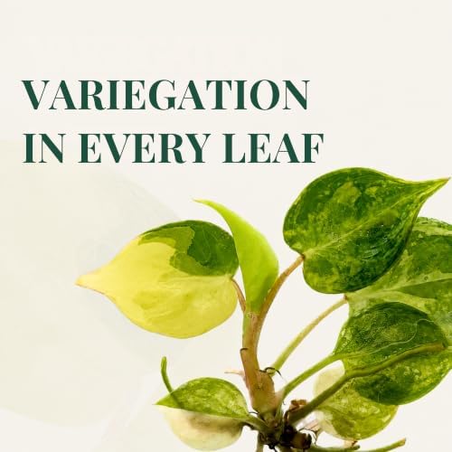 Philodendron Billietiae Variegated Live Plantlet, Rare Indoor Houseplant - Image 5