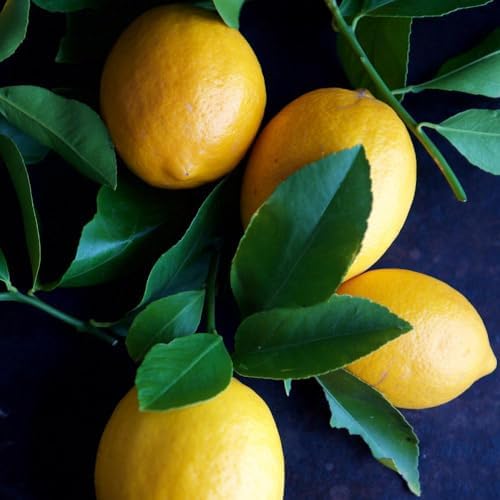 Brighter Blooms Meyer Lemon Tree, 3-4 ft. - Image 4