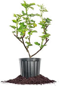 Perfect Plants Triple Crown BlackBerry Bush, 1 Gallon, Live Plant by PerfectPlantsNursery