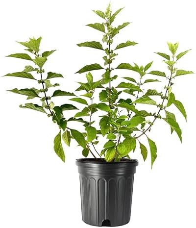 Beautyberry | 2 Extra Large Trade 3 Gallon Plants | Callicarpa Americana, Fast-Growing Shrub, Vibrant Purple Berries, Attracts Birds, Ornamental Foliage, Low Maintenance, Perfect for Gardens by FloridaFoliage