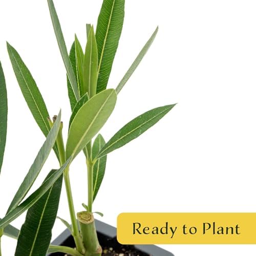 12 Nerium Red Oleander in 2.5” Nursery Cubes (Nerium Oleander ‘Jannoch’) | Red-Flowering Evergreen Shrub or Small Tree for Hedges, Privacy Screens, and Containers | Ready-to-Plant Live Starter Plants - Image 5