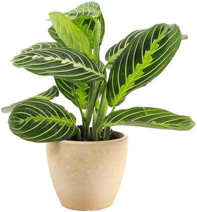 Live Lemon Lime Prayer Plant, Pet Friendly, Easy to Grow, 4" Pot by ThorsensGreenhouse