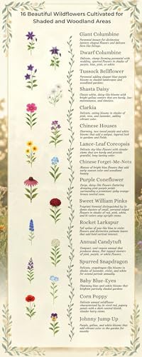 Shade Wildflower Seed Mix – 16 Annual & Perennial Species, Wildflowers for Shade, Pollinator-Friendly, Non-GMO Seeds, Covers Up to 800 Sq Ft - Image 4