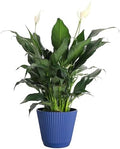 Live Peace Lily Plant, Spathiphyllum, Low Light, Easy to Grow, 6" Pot by ThorsensGreenhouse