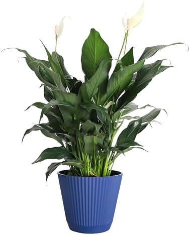 Live Peace Lily Plant, Spathiphyllum, Low Light, Easy to Grow, 6" Pot by ThorsensGreenhouse