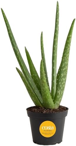 Costa Farms Aloe Vera Plant, Live Succulent, Easy Care Indoor Houseplant in Grower Pot, Room Air Purifier, Tabletop, Office, Desk or Home Décor, Housewarming, Garden Gift, 10-Inches Tall by Unknown